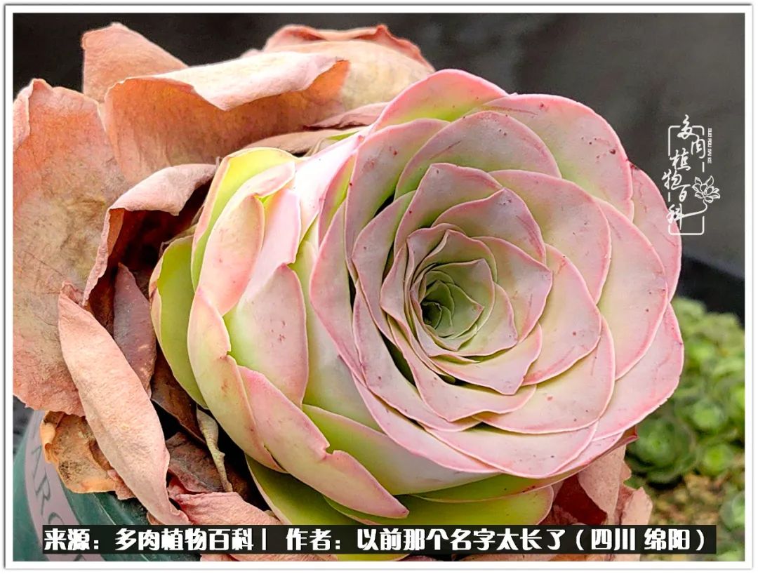 夏天山地玫瑰,小清新山地玫瑰