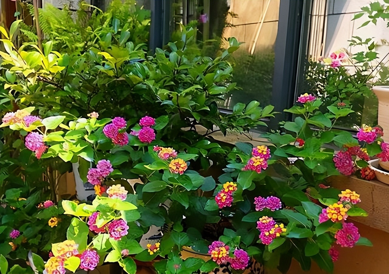 养花有小蚊虫用什么办法可以消灭,家里养花驱蚊虫小妙招