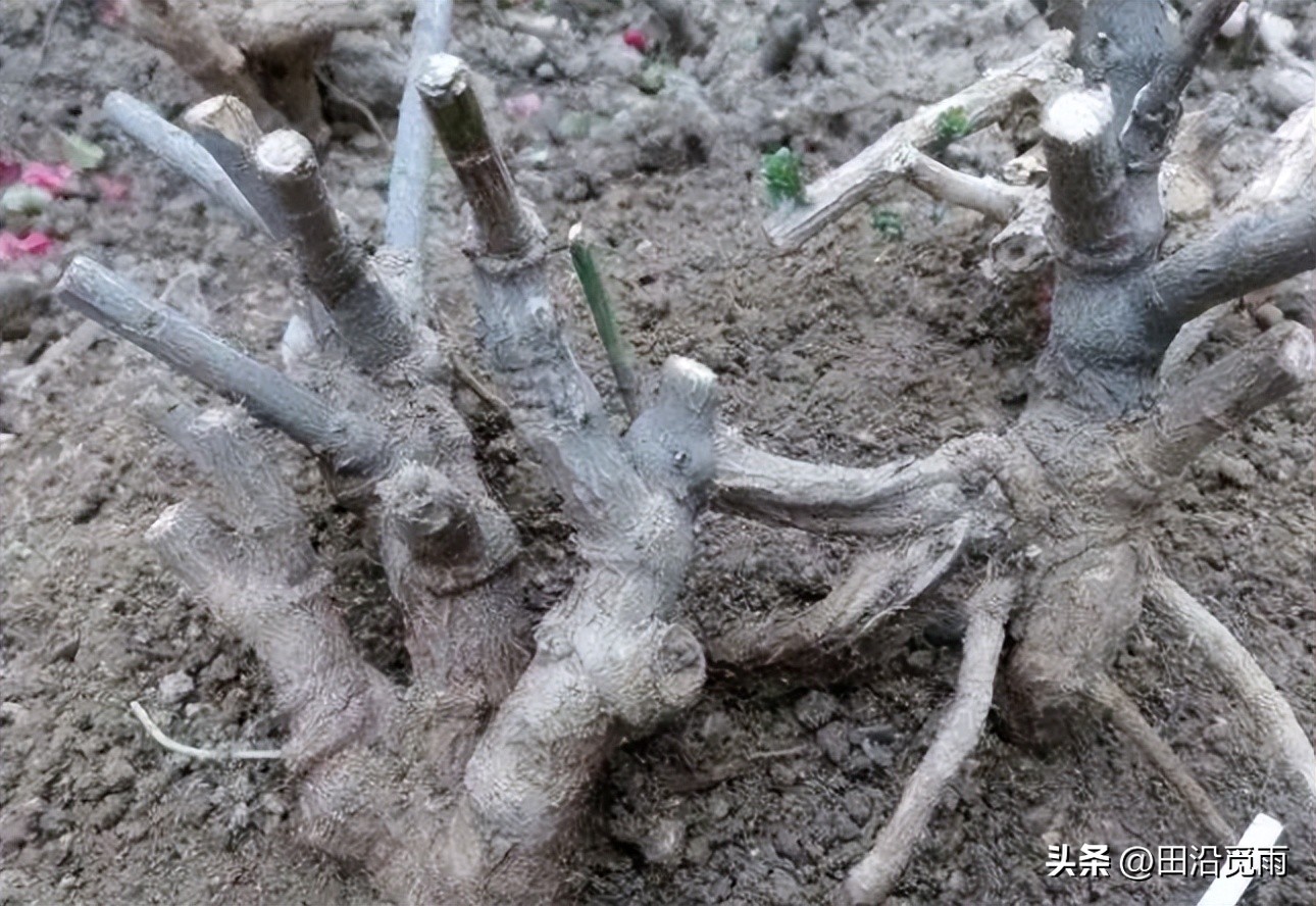 刚挖的盆景树怎么修剪,刚挖出来的盆景养护方法