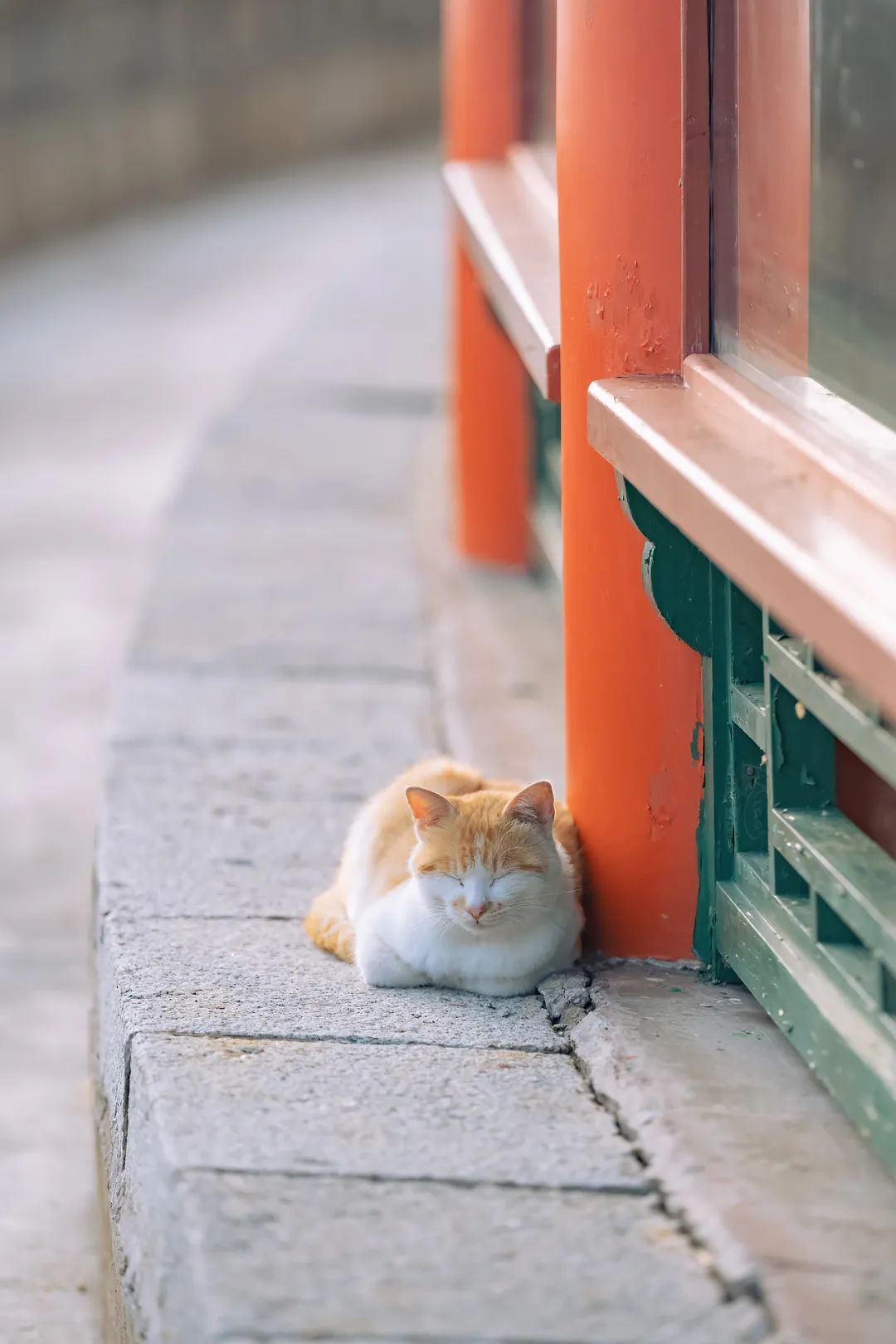 八仙过海各显神通鼠来宝,八仙过海狸猫