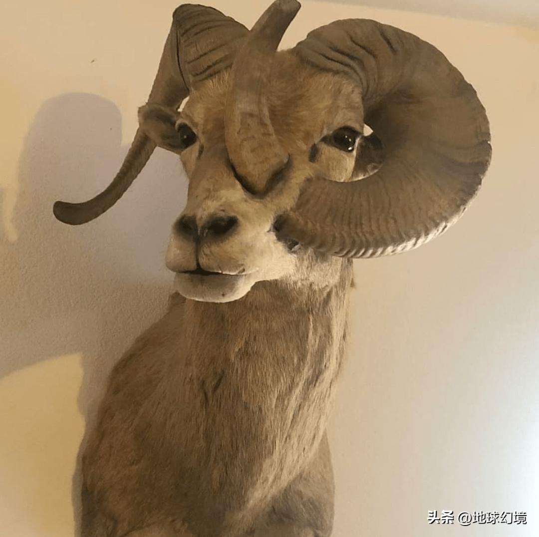 27张惊悚的动物照：青蛙被鼓风机活活风干，海鸥当街活吞大老鼠