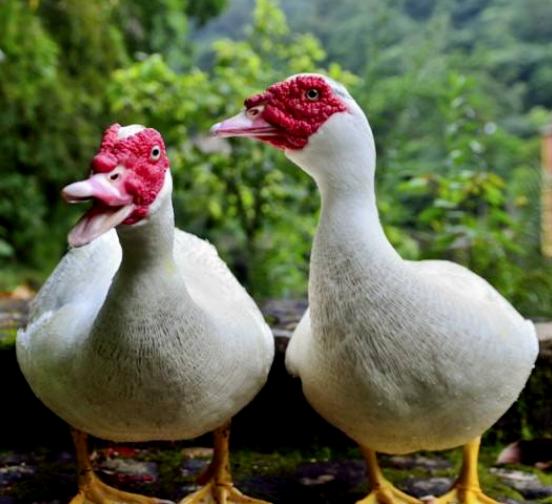 种鸭掉大毛是什么原因,鸭掉毛是什么原因引起