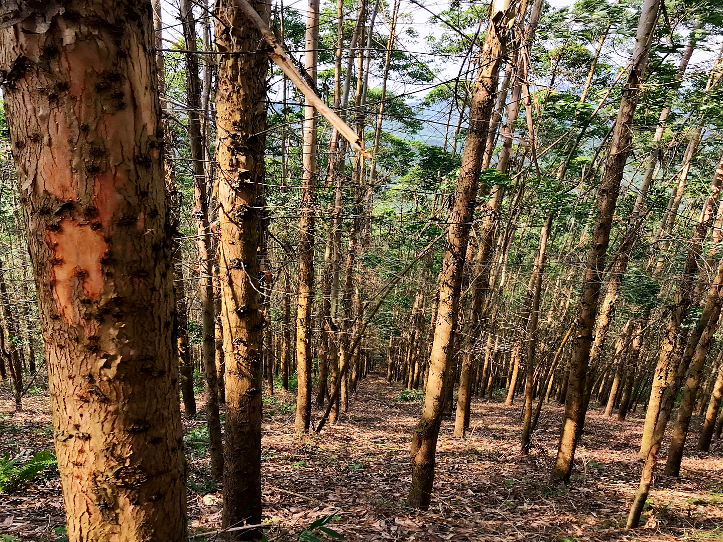 广西漫山遍野的桉树,为什么桉树旁边不长草