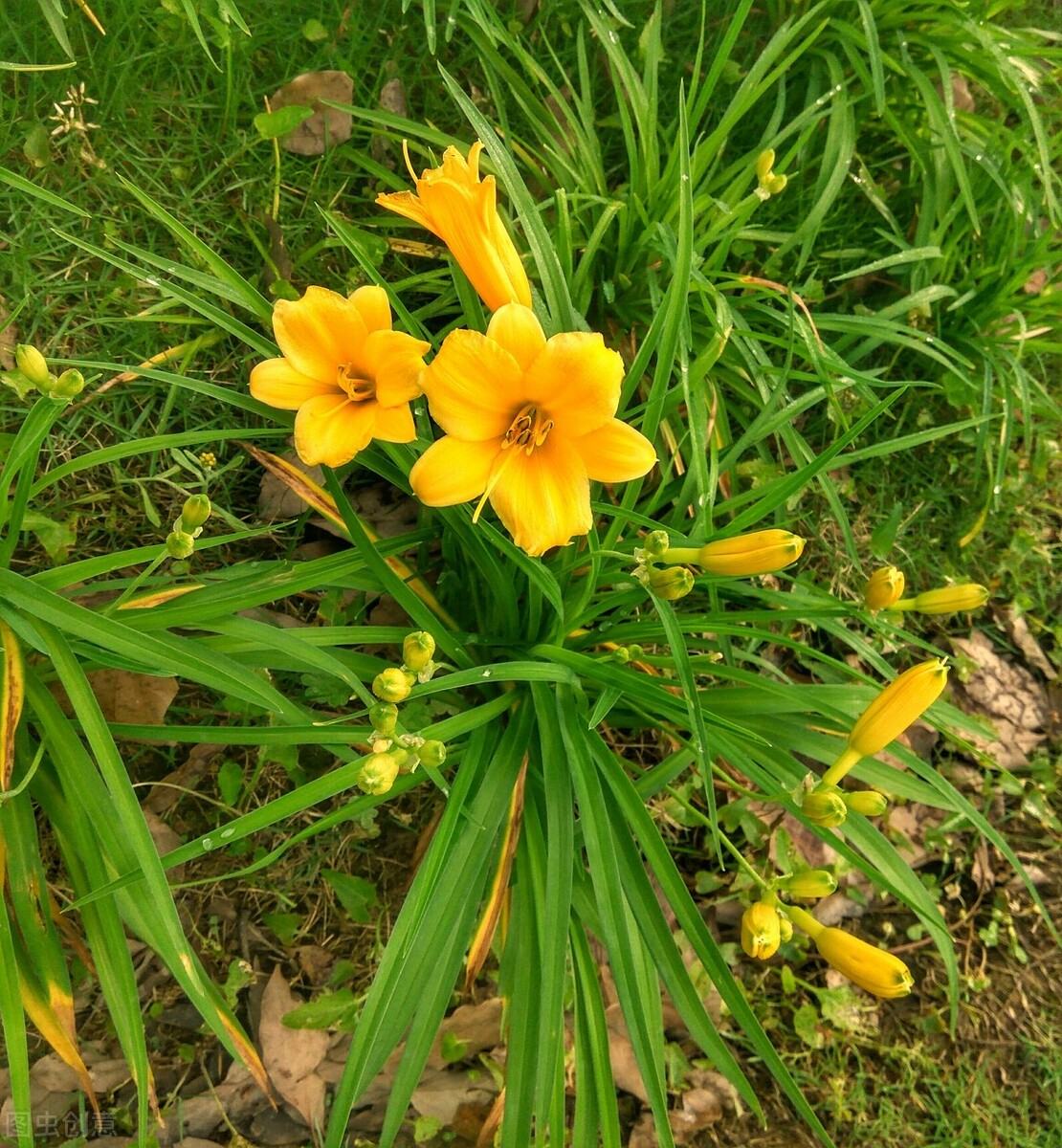 谁言寸草心报得三春晖的解释,谁言寸草心报得三春晖什么意思