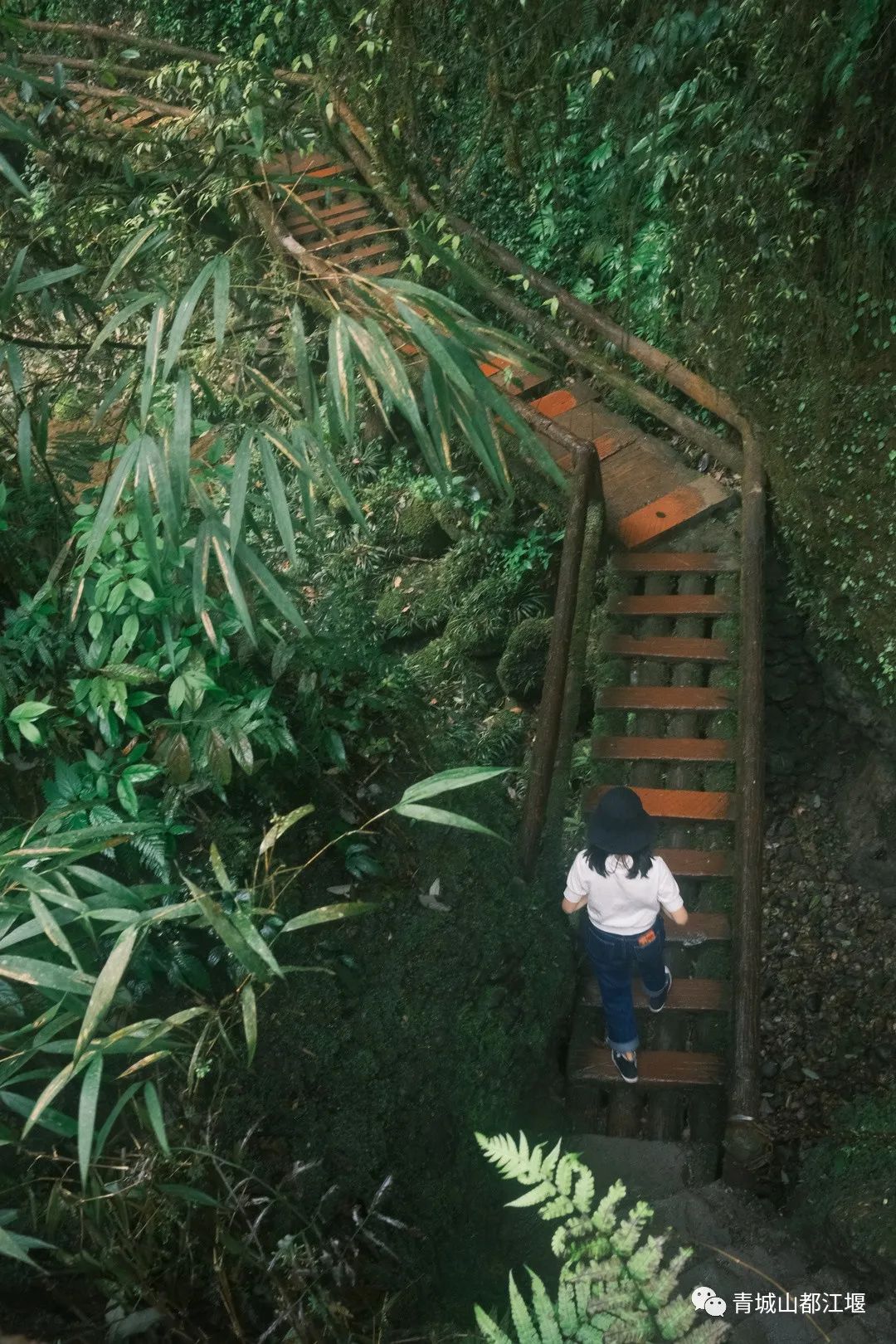青城山森林秘境,青城山风光好去处