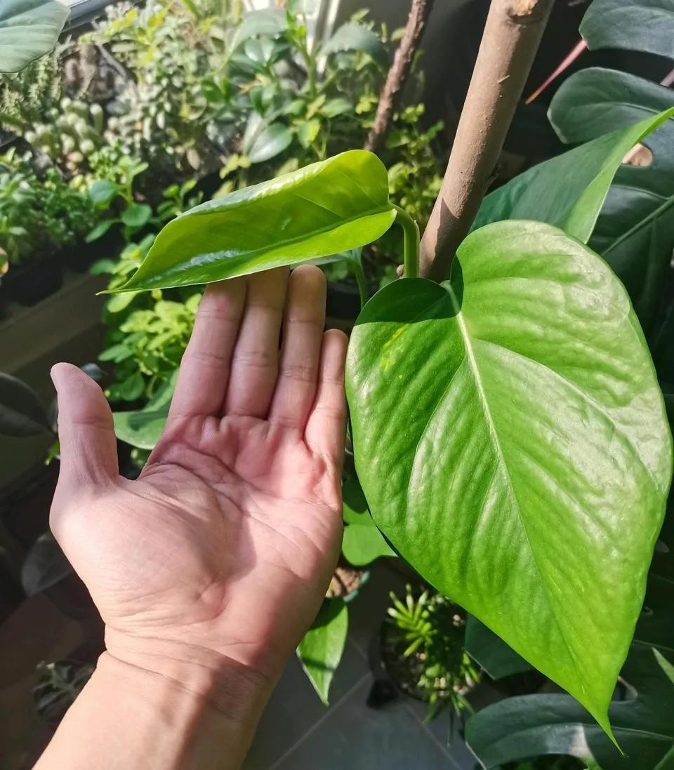 养绿萝小技巧叶子比手掌大,绿萝叶子长得大但不长藤蔓怎么办