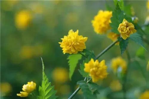 十首最美春日诗词邂逅最美春愁,关于春日的唯美的诗句