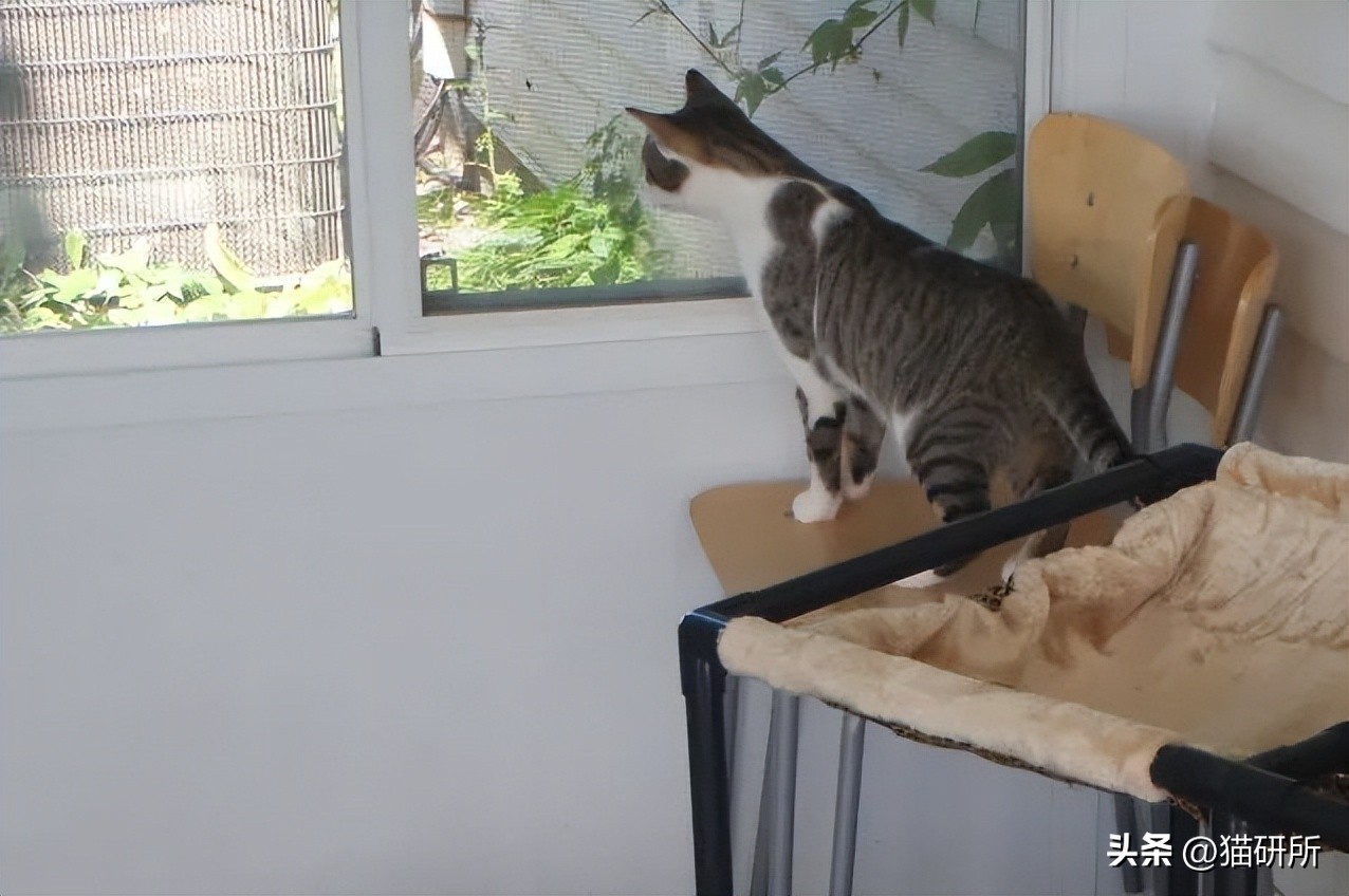 合租室友养猫哪里都是猫毛,合租养猫怎么让猫不吵到别人