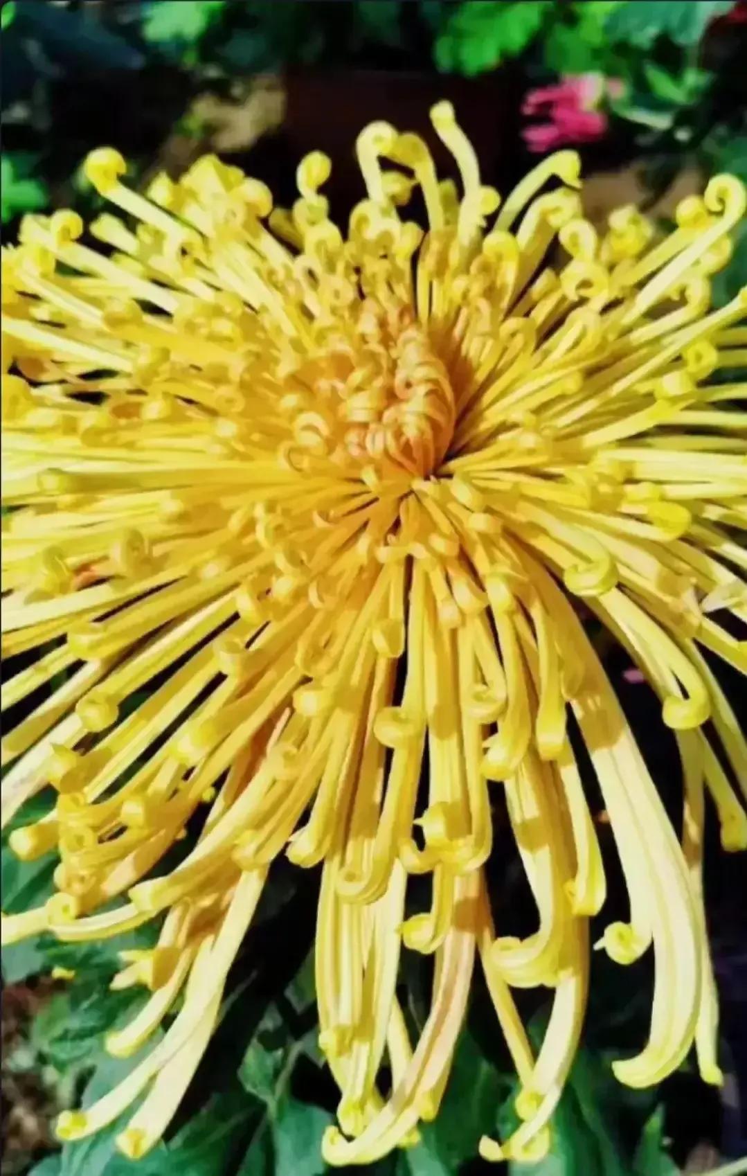 最最漂亮的金丝菊图片,美丽的金丝菊美图