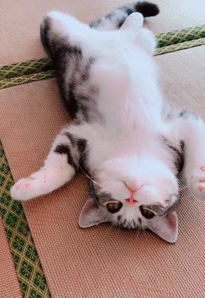 买猫推荐不怎么掉毛,买猫不被坑