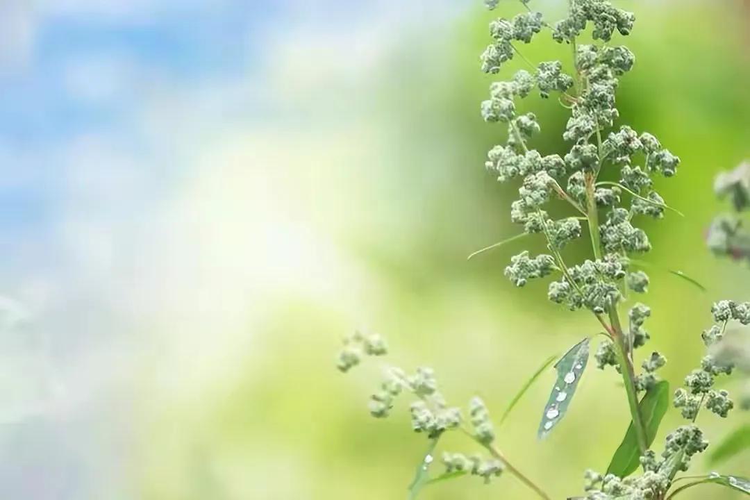 如何处理婆媳之间带小孩的矛盾,化解婆媳冲突的最佳方法