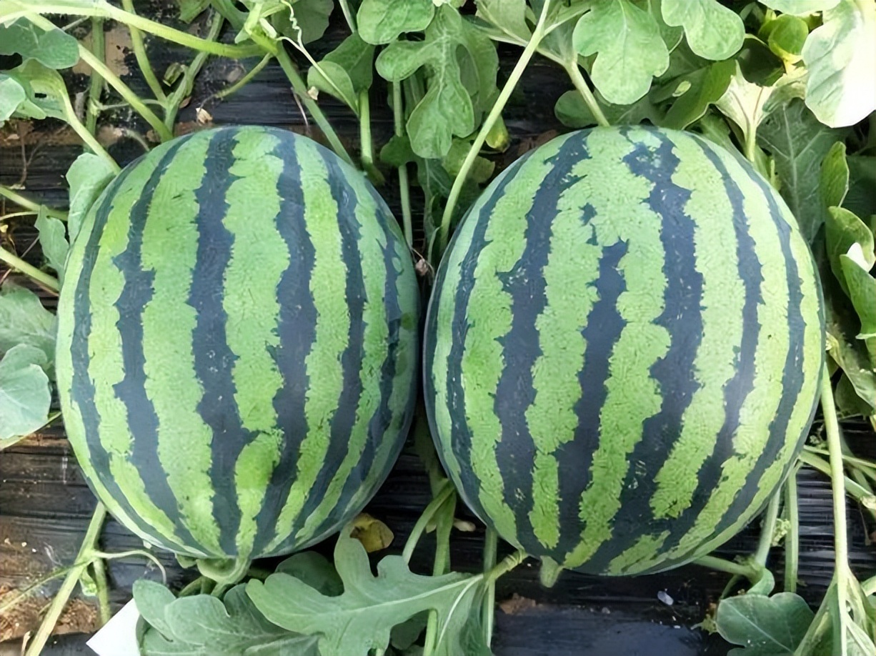 今年夏天最好吃的西瓜,10种最好吃的西瓜