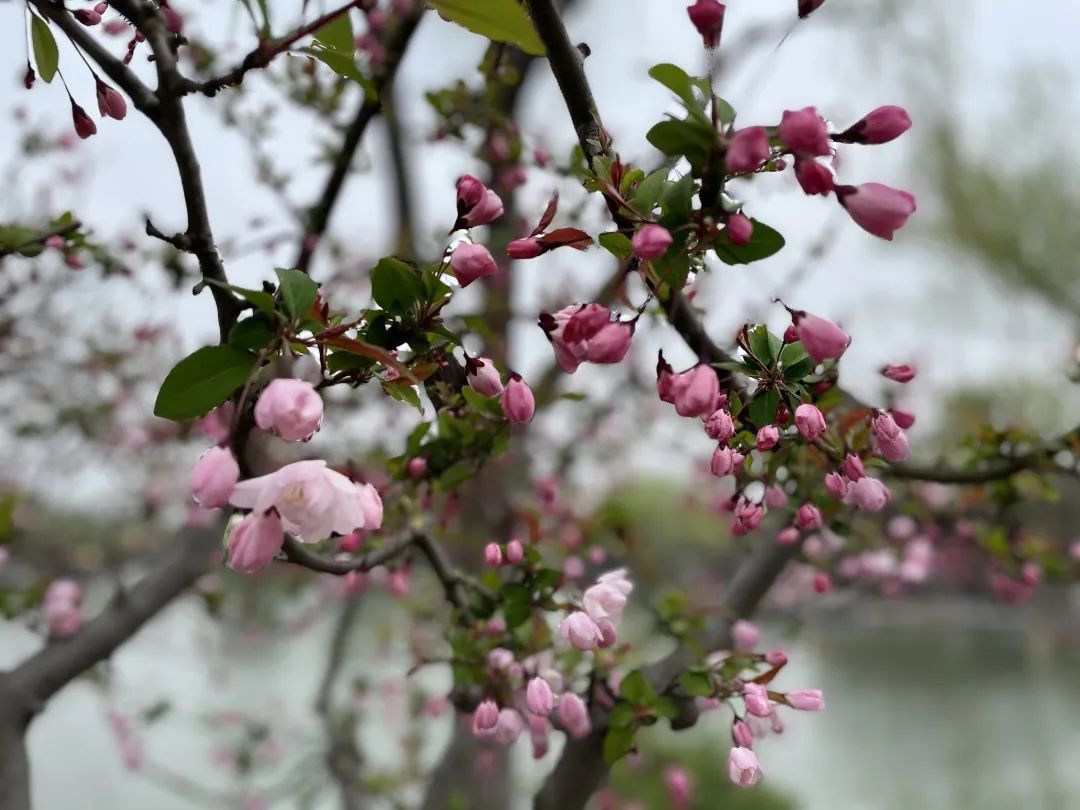 春日打卡|三月春风吹海棠,花开缤纷迷人眼