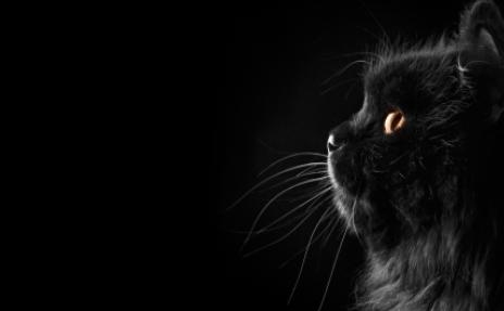 盘点猫咪世界,探索猫咪的奇妙世界