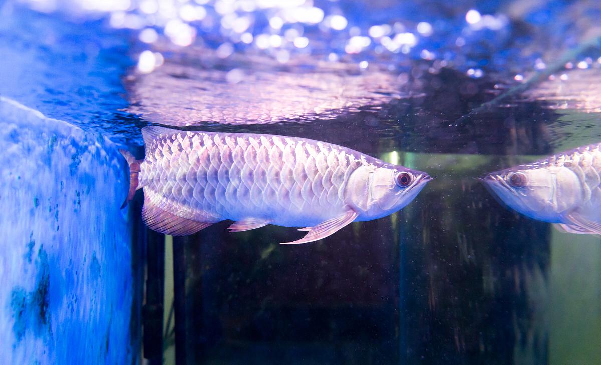 帝龙渔业|龙鱼混养：会打架吗？