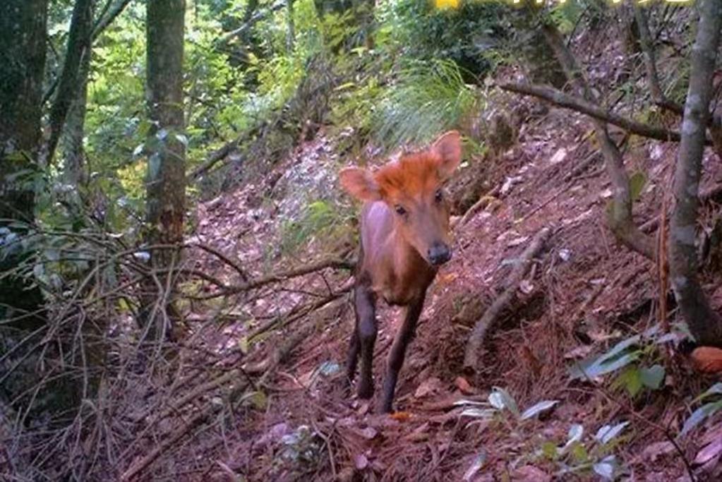 “野生麂子”·山中之灵