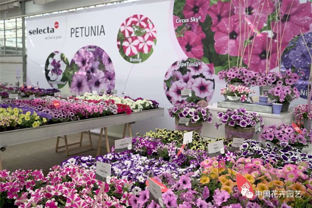 鑺卞崏鍝佺灞曠ず,鏂颁紭鑺卞崏鍝佺灞曠ず