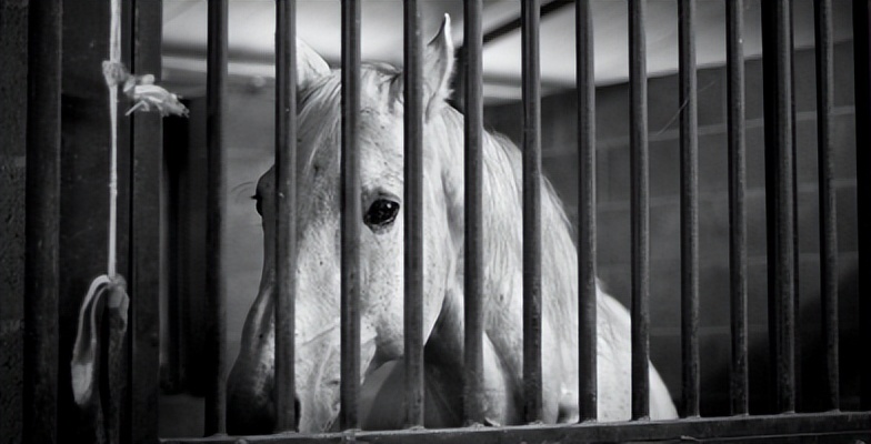 欧洲人为什么吃马肉,欧洲没粮食吃的欧洲人吃什么