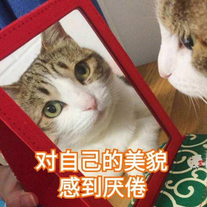 有美人尖下巴的明星,下巴不尖但很平的明星