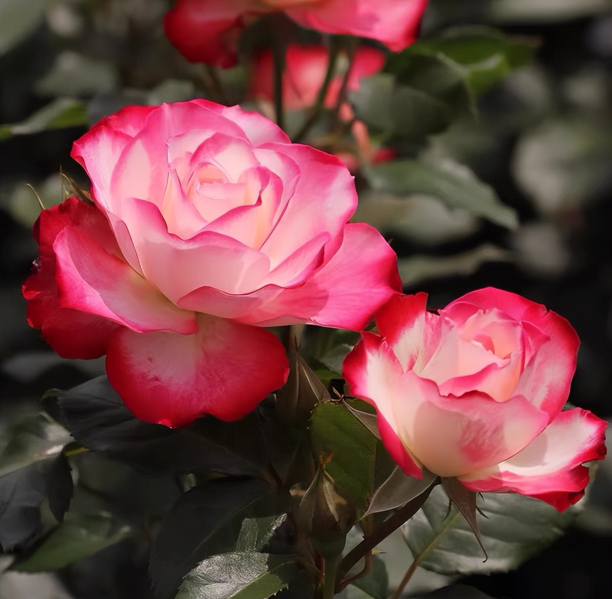 这四种月季颜值高刺又少新手必入,推荐8款高颜值月季