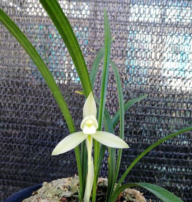 素心兰欣赏,素心兰哪个品种最漂亮