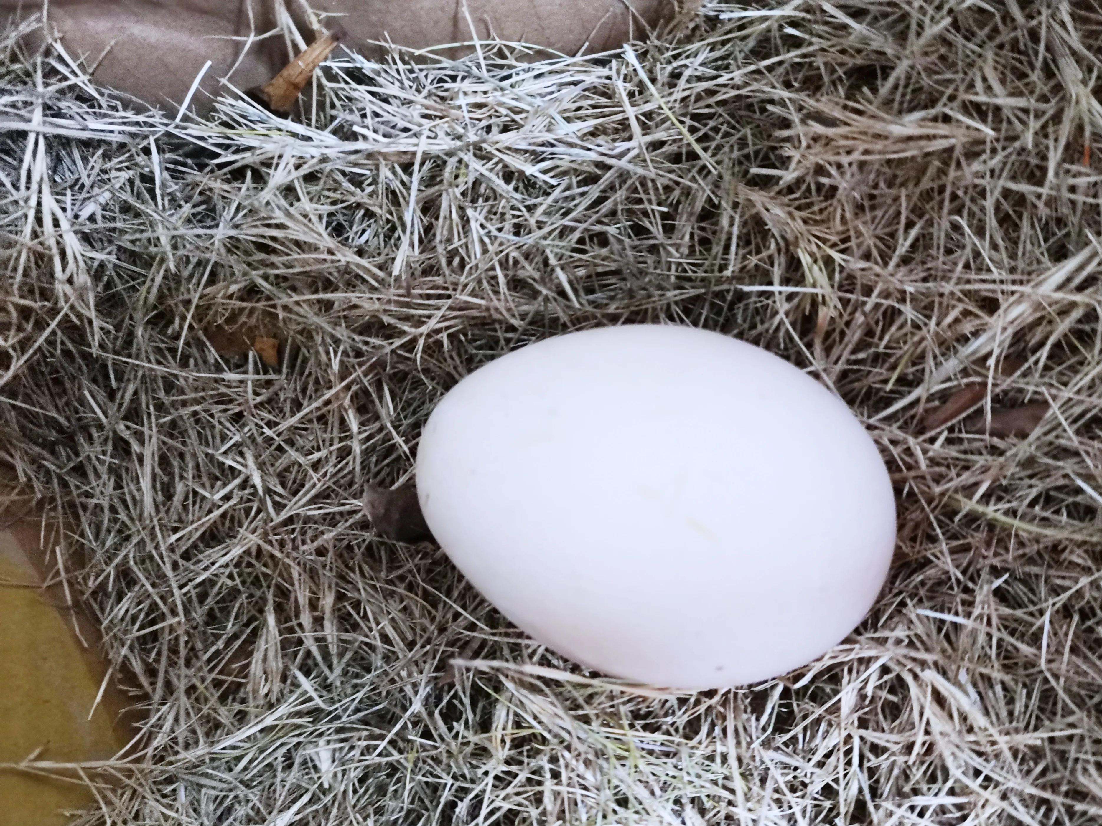 孔雀不下蛋怎么办,孔雀下蛋了怎么办