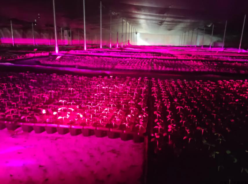 国外小伙自制高性能无人机,激光除草机器人