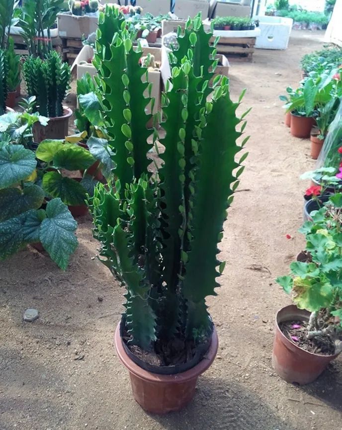 龙骨花夏天怎么黄叶,龙骨花烂根怎么补救