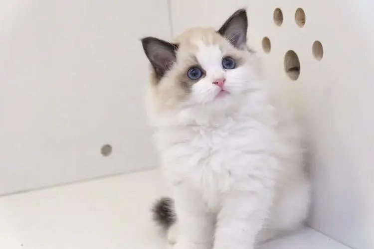 怎么来养好布偶猫,如何养好布偶猫