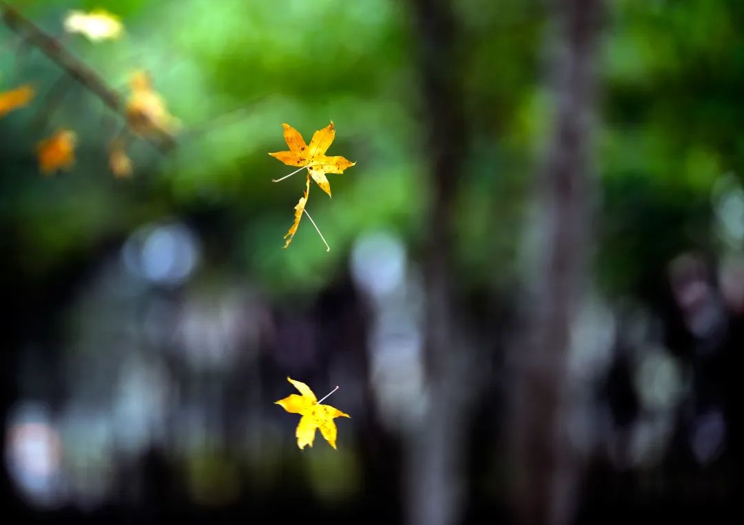 一起摘柿子,霜降人摘柿子的图片