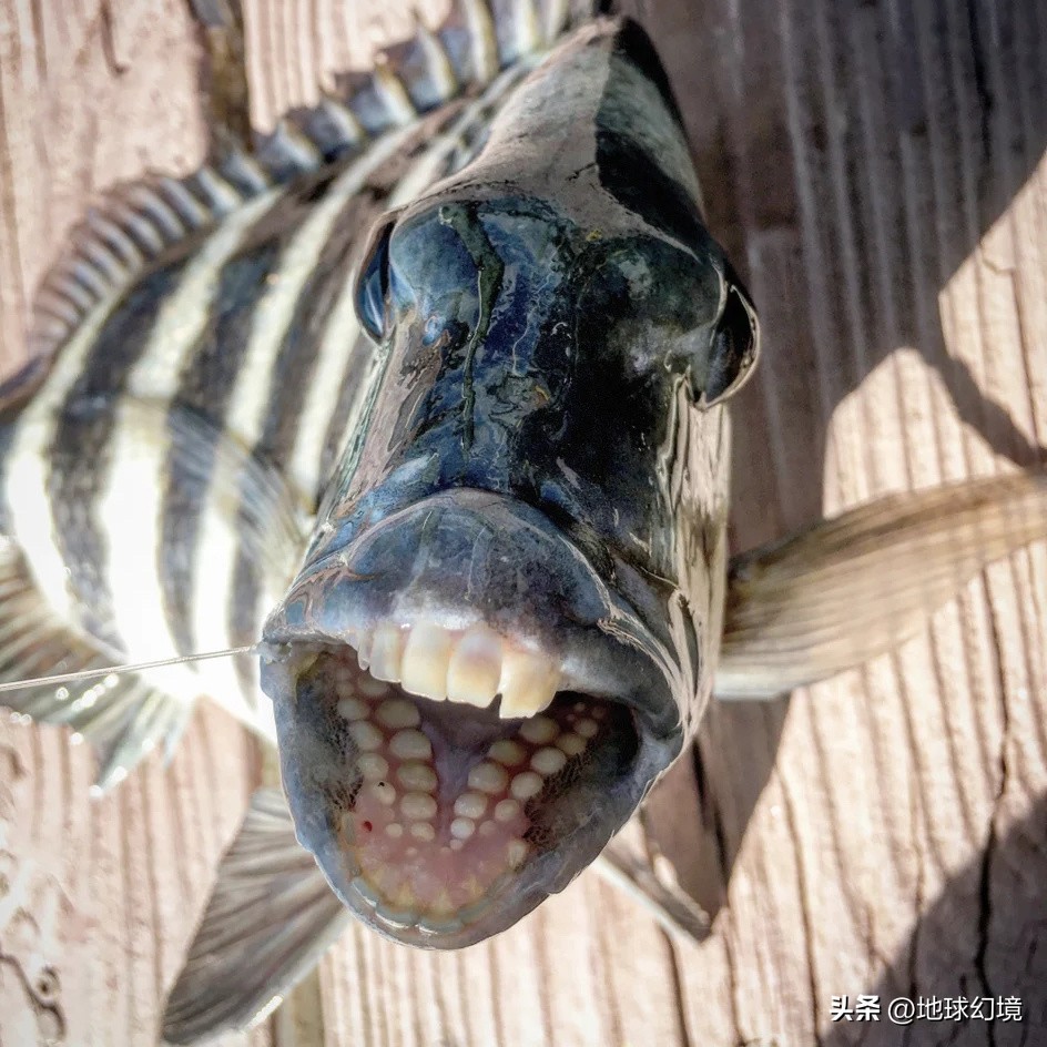 世界上最奇怪最大最恐怖的蛇图片,世界上十大恐怖诡异蛇