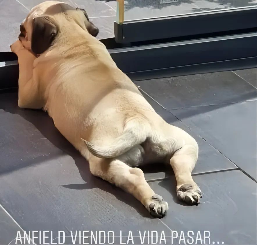 足球运动员养的宠物,各种足球球星的宠物