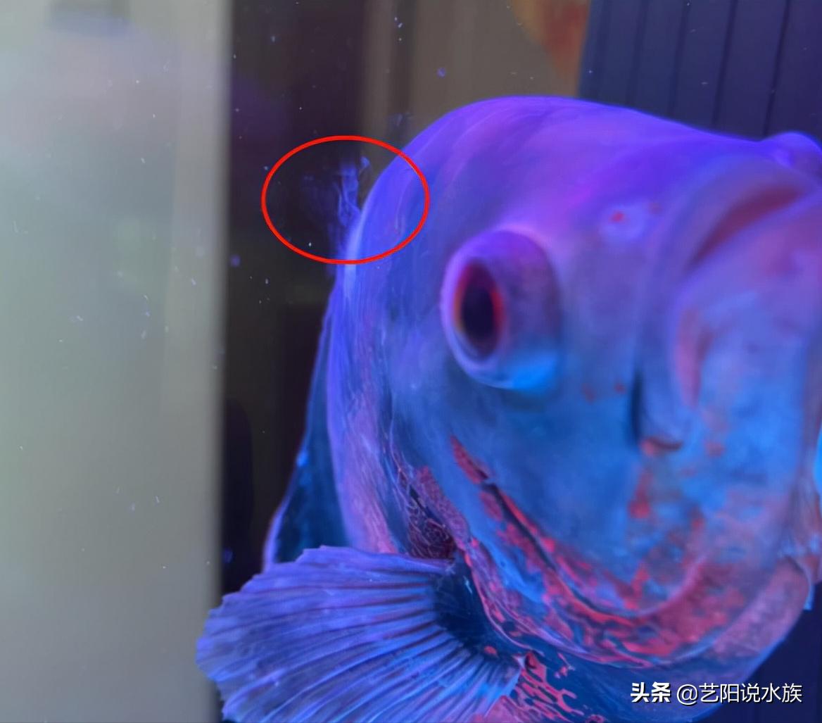 观赏鱼水霉病死鱼后鱼池怎么处理,观赏鱼水霉病怎么治疗最快最有效