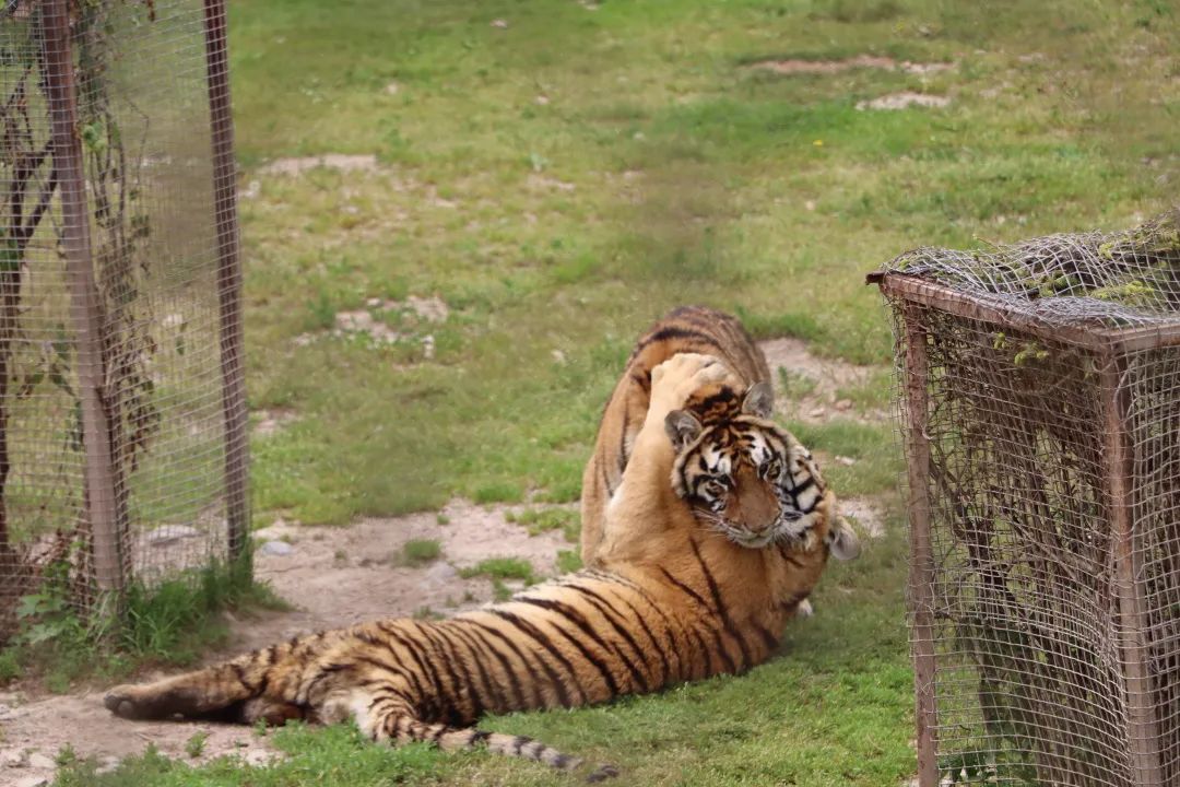 用AI绘图给黑龙江夏季避暑旅游，做几件“事件营销”