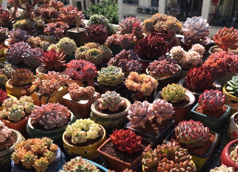 高颜值又皮实好养的多肉,天生好皮囊