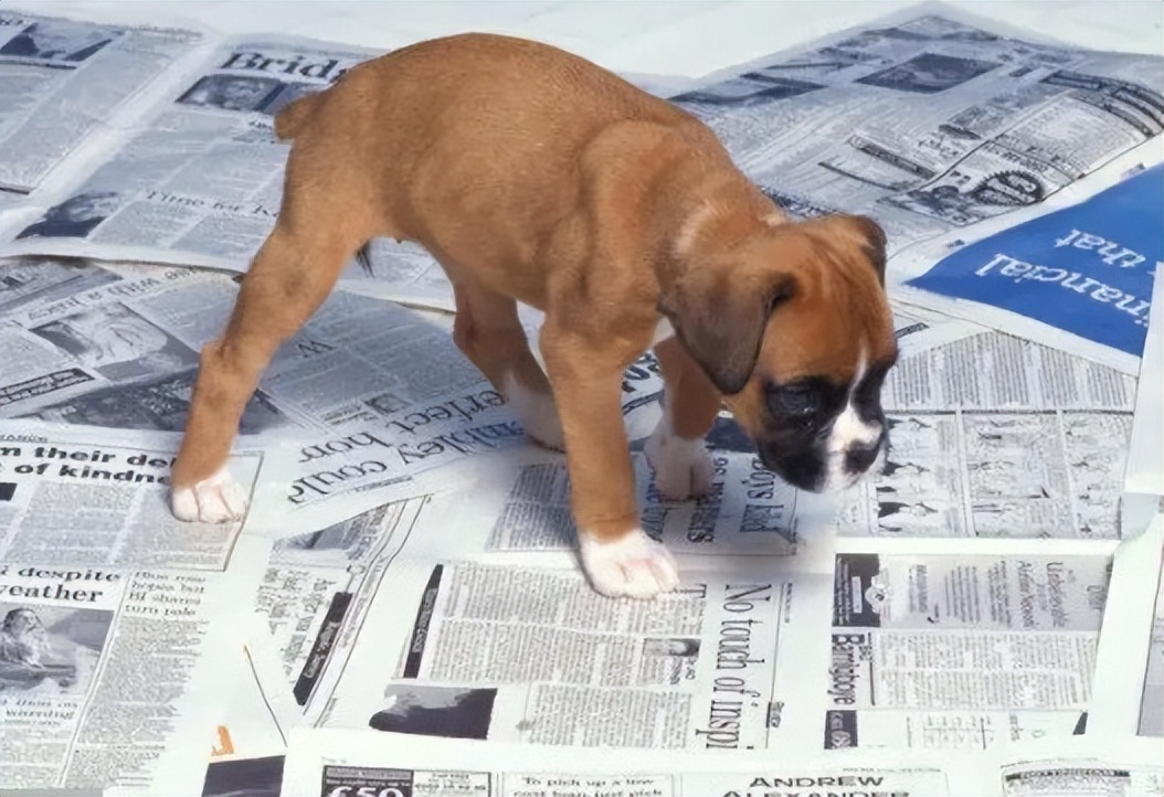 狗狗老是拉屎用什么驱赶,狗狗定点拉屎有时候要乱拉为什么