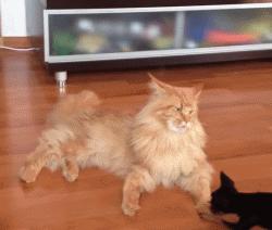 缅因猫养公的还是母的好,养一只缅因猫一个月要多少钱