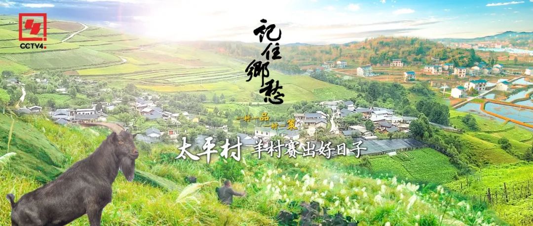 咩咩咩！听羊村“黑宝贝”，奏响山村致富曲