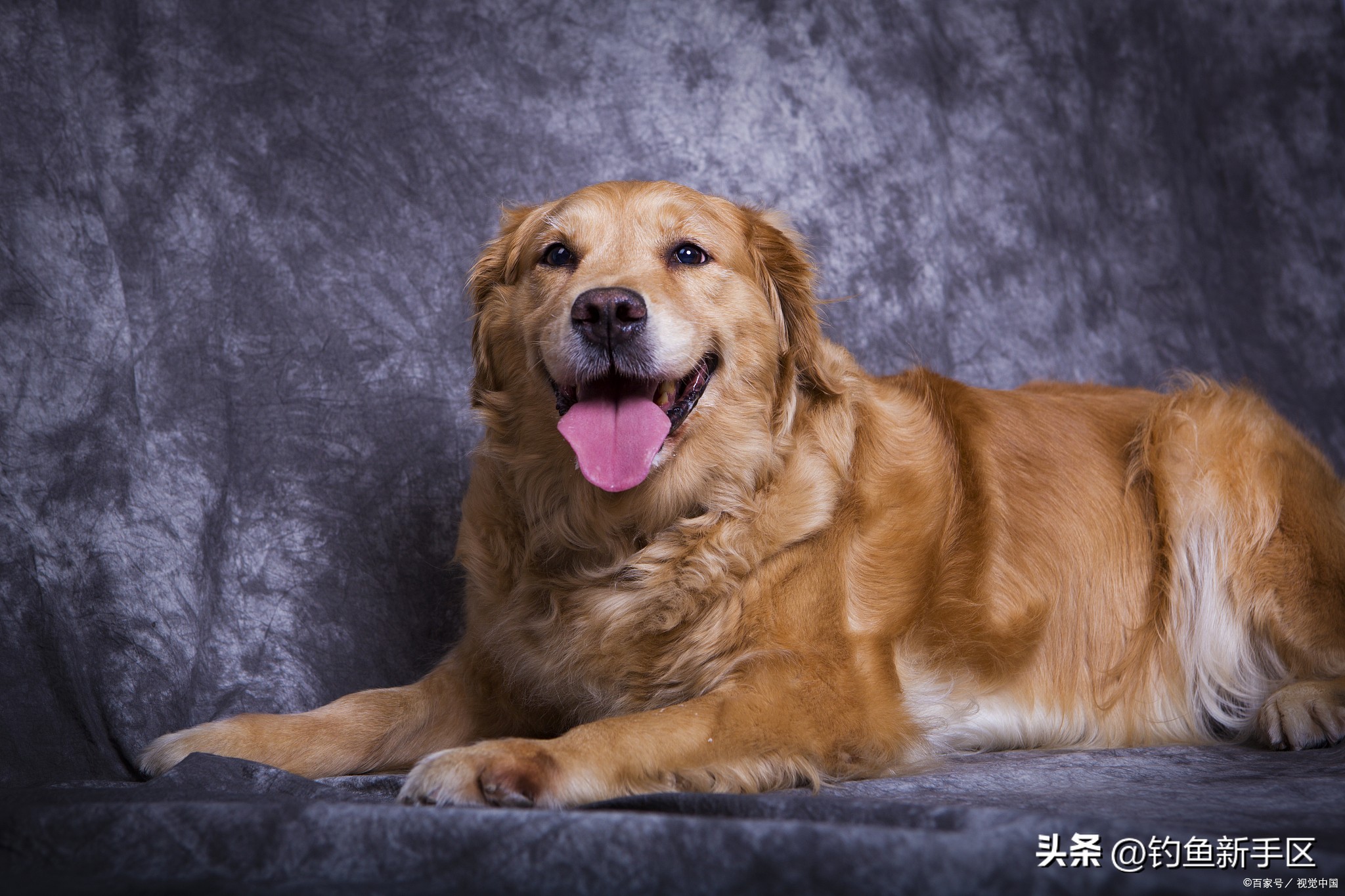 金毛鼻子老是哼哧哼哧怎么回事,金毛的鼻子黄色的是怎么回事