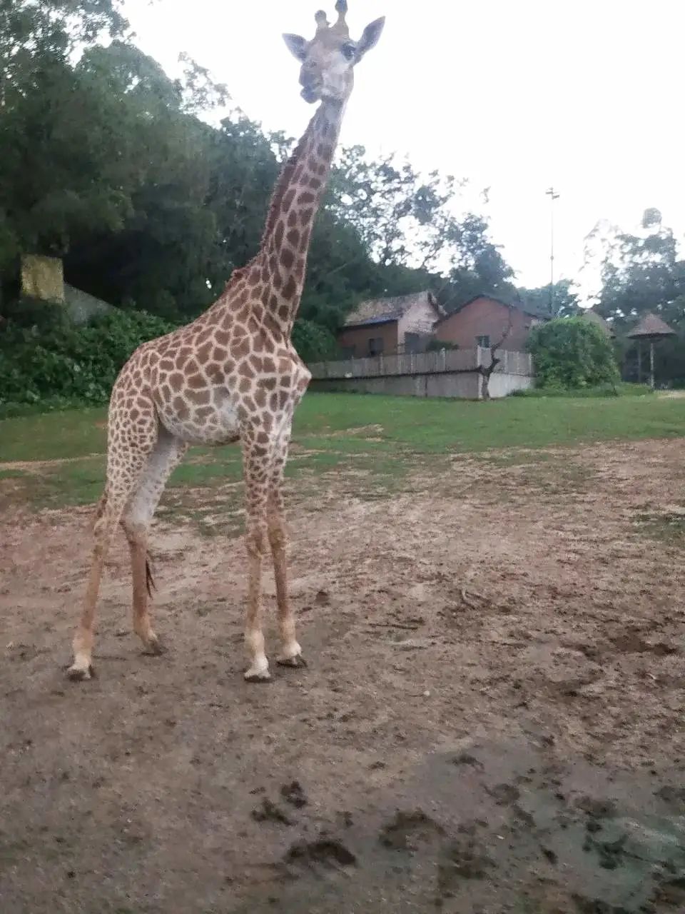 广州番禺长隆野生动物世界怎么样,广州长隆野生动物园自由行攻略
