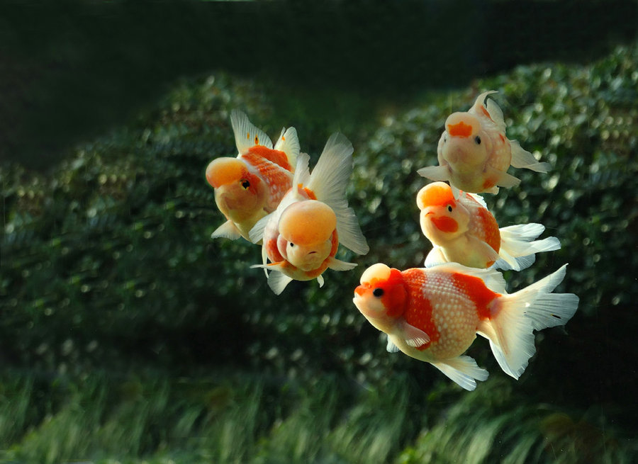 兰寿金鱼的饲养,金鱼的饲养日记