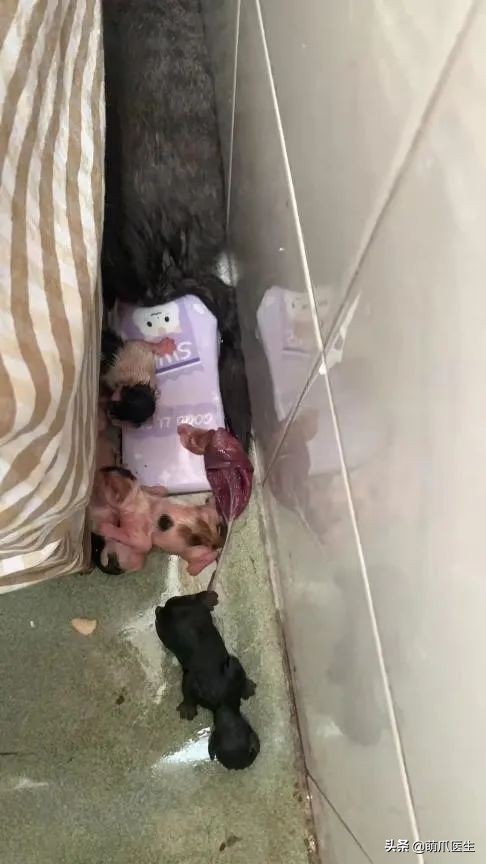 “我还没生，却给猫接生了…”