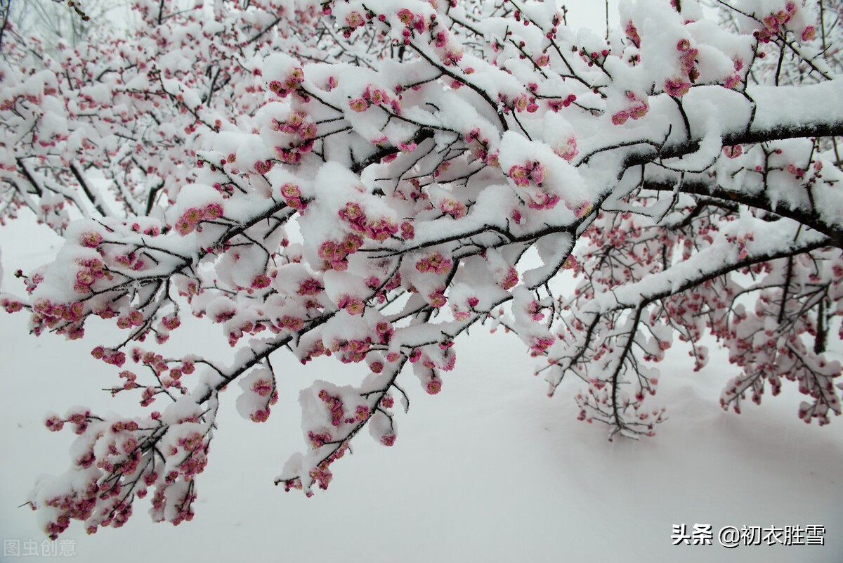 迎年雪梅明丽诗词七首:雪里开花白于雪,雪里梅花次第开