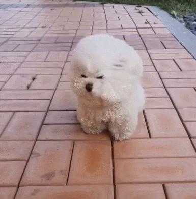 让比熊流浪等于让它“送死”，希望你别抛弃它