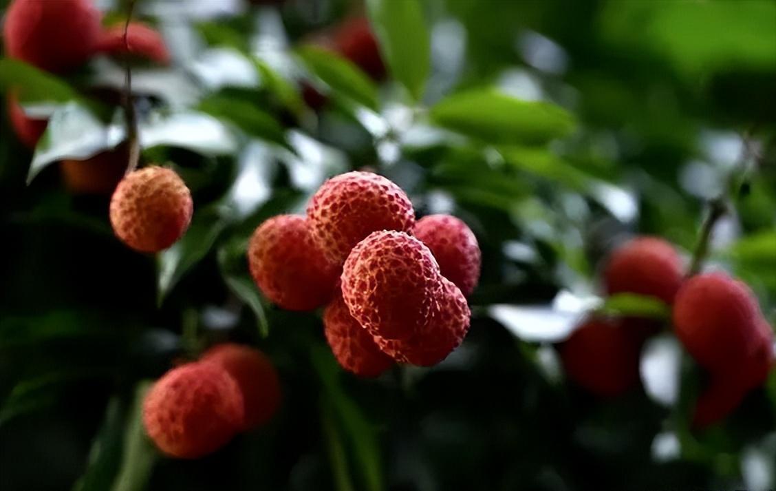 汉代人饮食特点,汉代的饮食有哪些