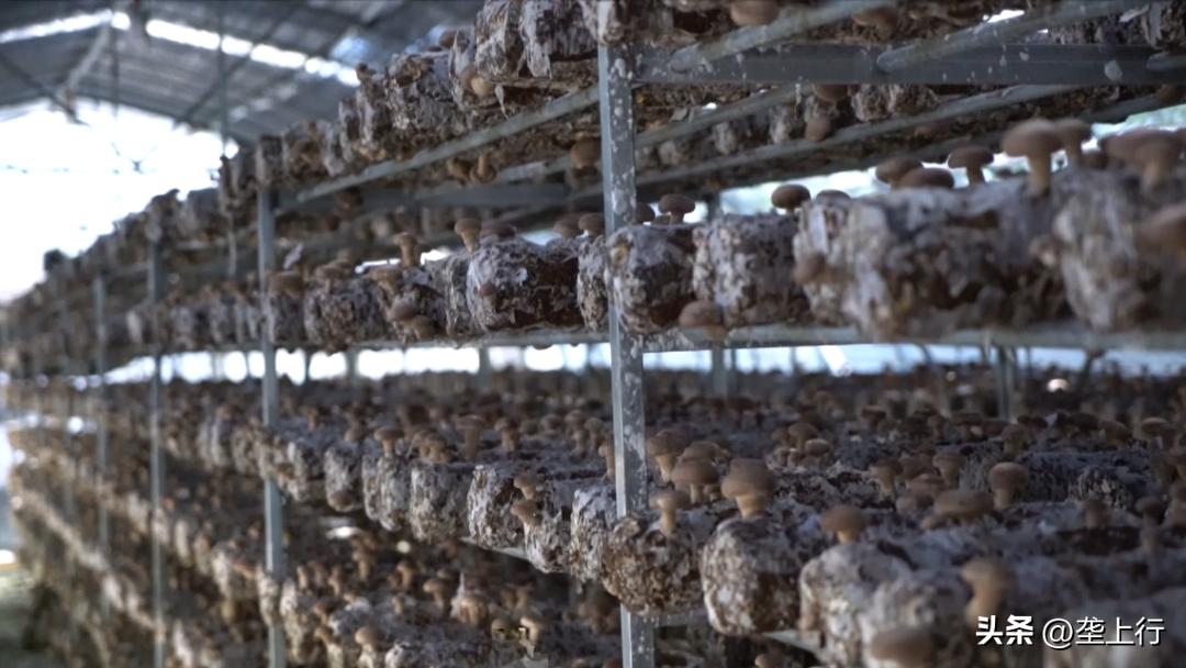 湖北香菇何以飘香天下？明天上午10点为你揭秘