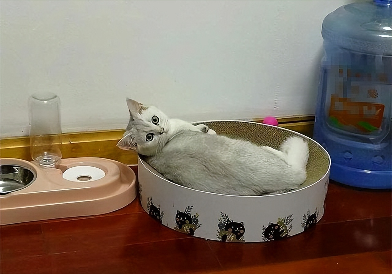 英短弃养,为啥英短越来越便宜了