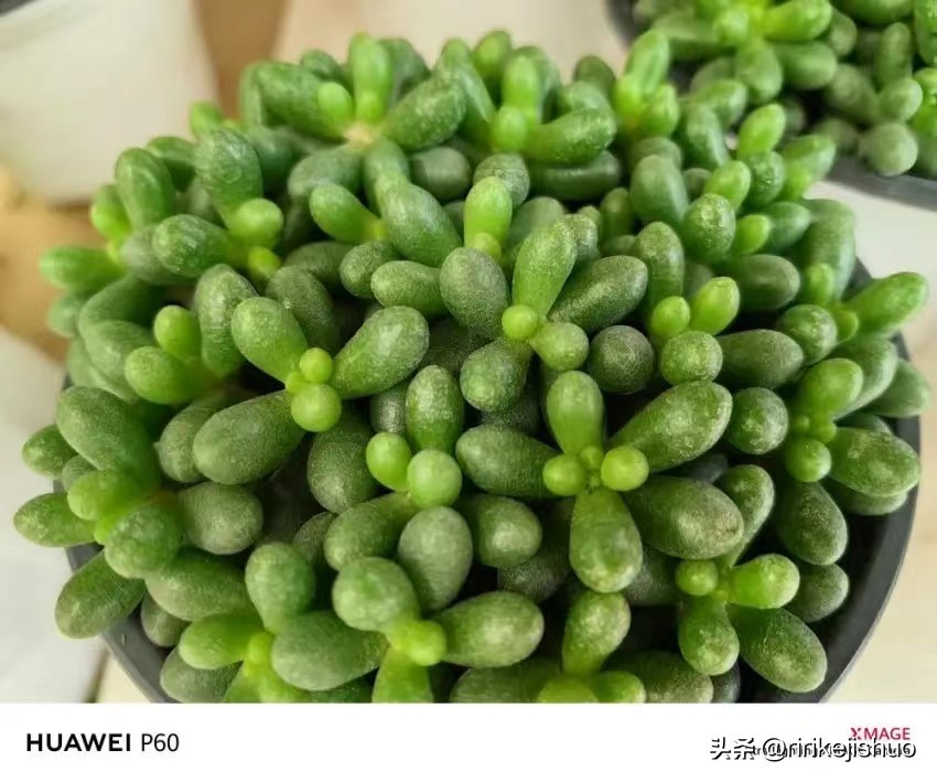 华为p60鸿蒙万物互联,华为p60全网通鸿蒙