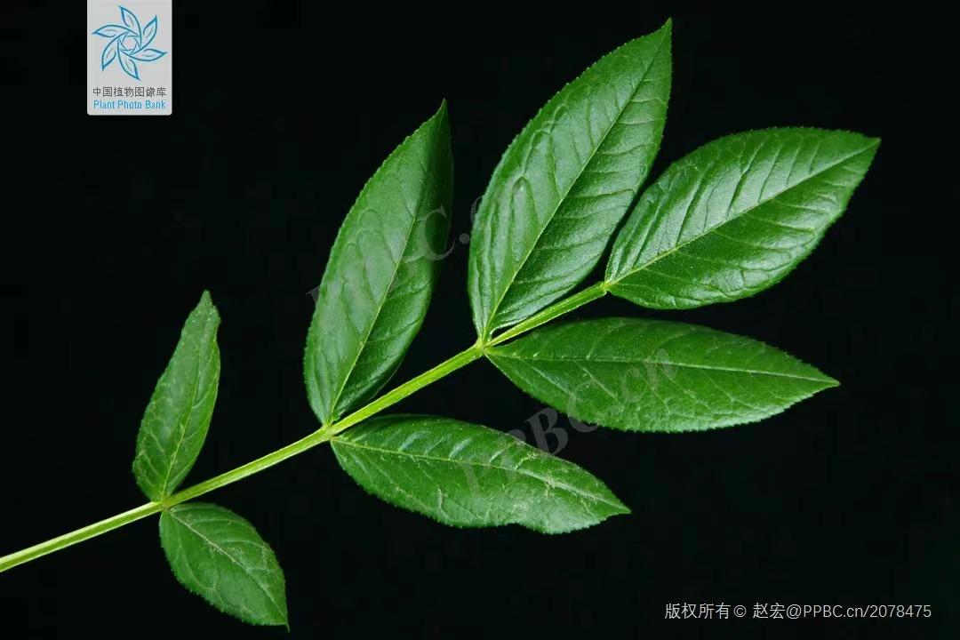 皮肤清热解毒祛湿中药方,白鲜皮和哪种中药配治疗皮肤湿疹