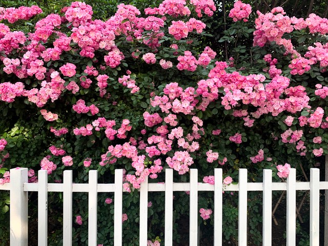 最美的情和最深的爱,最好的爱给最好的你